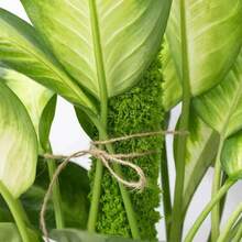 1 pezzo Supporto per piante in bambù a forma di tartaruga, regolabile, supporto per piante in vaso da interno, palo in fibra di cocco da 40 cm, adatto per muschio, pothos e altre piante rampicanti