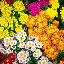 300 Piezas de Semillas de Crisantemo de Colores Mixtos para Plantar Semillas de Flores de Crisantemo Perennes Resistentes Cubierta de Suelo Paisaje - Variante 1 - Ver 3