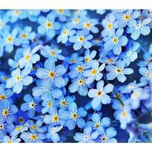 136 piezas de semillas Ego - para acolchado en girasoles y otros bulbos - 136 piezas - Ver 3