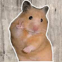 1pc/3pcs Peace Hamster Sticker - Graphic Sticker - Suitable For Car, Wall, Laptop, Phone, Truck, Can Be Used On Windows, Cars, Trucks
