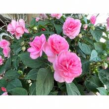 157 piezas de semillas de camelia rosa doble impatiens con purpurina rosa, flores originales decorativas, resistentes, alto impacto visual, para jardín o maceta - 157 - Ver 3