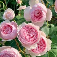 163 piezas de semillas de rosa, semillas de rosa de gran temporada de floración, adecuadas para macetas de balcón y plantación en jardín, perennes fáciles de cultivar, fuerte propagación - 163 - Ver 2