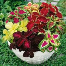 215 piezas de semillas de Dioscorea de colores arcoíris para plantar - semillas de flores anuales, compactas y fáciles de cultivar con hojas dentadas, ideales para sombra, macetas, bordes y jardines - 215 - Ver 4