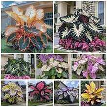500 Semillas de Caladio - Modelo Mixto, Alta Germinación, Ideal para Crear Jardines Coloridos y Espacios Versátiles - Multicolor - Ver 10