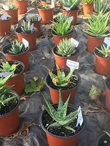 100pcs White T-Shape Plant Labels, Outdoor Garden Plant Waterproof Marker, Reusable Plant Tags Suitable For Nursery Growers And Homeowners To Label Plants In Pots And Planters