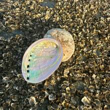 1 个 2.7-5.54 英寸大鲍鱼壳，鲍鱼壳香炉，用于燃烧鼠尾草，家居装饰，房间装饰，可用于瑜伽馆，适用于露营，花园，露台，经典烛光晚餐道具，装饰品 - 彩色 - 查看 18