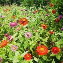 200 piezas de semillas con descuento, semillas de crisantemo grandes mixtas, adecuadas para plantación al aire libre, semillas de flores, adecuadas para plantación al aire libre, plantas de flores al aire libre, jardinería natural - 200 - Ver 2