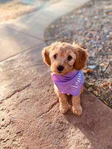 1pc Personalized Dog Bandana, Customized Dog Neck Scarf, Dog Neckwear, Dog Name Bandana, Gift For Dog Lovers, Dog Mom Gift, New Dog Gift, Engagement Dog Bandana - Customizable Text Or Logo - Multicolor - View 6