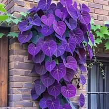 BIG GARDEN - 100 Semillas de Ipomoea Morada (Campanilla Morada), Alta Germinación, Ideal para Crear Jardines Trepadores Románticos - Multicolor - Ver 11