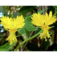 236 semillas hierba canaria trepadora cress anís flor anual amarilla trepadora para plantar jardín exterior maceta resistente fácil cultivo paisajismo decoración ornamentales aroma fresca germinación alta - 236 - Ver 2