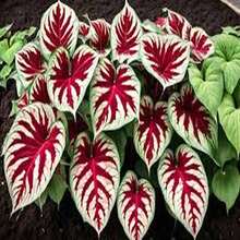 500 Semillas de Caladio - Modelo #I1, Alta Germinación, Ideal para Decoración Fresca y Espacios de Vida Diaria - Multicolor - Ver 9