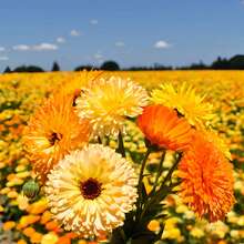 Paquete mixto de 6000+ semillas de caléndula, hermosas flores cultivadas en jardines domésticos, variedades tradicionales no transgénicas, semillas de flores anuales, caléndulas adecuadas para plantar en macetas y en el suelo, plantas de polinización abierta, semillas perfectas para cualquier entorno de jardín. - 3000+ mixtos - Ver 5