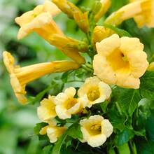 133 piezas de semillas de liana de trompeta de colibrí - Alta tasa de germinación, fácil cuidado, perfecto para crear tu propio mini jardín - 133 piezas - Ver 3