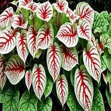 500 Semillas de Caladio - Modelo #I1, Alta Germinación, Ideal para Decoración Fresca y Espacios de Vida Diaria - Multicolor - Ver 3