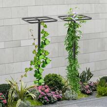 CNCEST 2 Pack Dragon Fruit Trellis For Climbing Plants – Adjustable Metal Garden Plant Support Frame With Stable Cross Base – Vertical Iron Vine Stand For Balcony, Patio, Indoor & Outdoor Use (47.2 Inch) - 黑色 - 查看 7