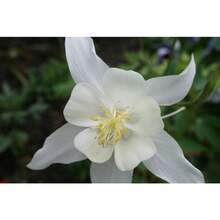 172 piezas de semillas de Queen Fresh Silver Aquilegia Caerulea, semillas de flores blancas para exteriores, regalo de calidad para suministro especial, flores, plantas, horticultura, naturaleza - 172 - Ver 4