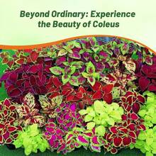 200 piezas semillas de coleus anual, follaje arcoíris, ideal para interior/exterior semillas flores jardín, resistente, fácil cultivo, decoración colorida paisajismo maceta vivaz diseño ornamental. - 200 - Ver 2