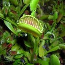 Semillas de Venus Atrapamoscas (50 unidades) - Regalo Único para Amantes de Plantas, Ideal para Días Festivos, Cultivo en Interiores/Exteriores, Plantas Carnívoras con Trampas Sensibles, Perfecta para Jardineros Principiantes y Expertos - Multicolor - Ver 8