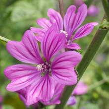 381 piezas semillas malva francesa púrpura perenne flor cebra para plantar jardín fácil cultivo decoración exterior resistente germinación alta gran paquete paisajismo flores ornamentales vivaces - 381 - Ver 5
