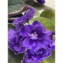 200 piezas de semillas de violeta africana violeta Violeta Brassicaceae hierba perenne - 200 semillas - Ver 4