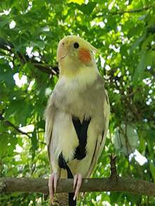 1 zestaw uprzęży i smyczy dla papugi, zabawka do nauki lotu dla zwierząt, odpowiednia do spacerów z ptakami na zewnątrz