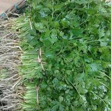 Semente De Salsa Lisa Topseed - Verde - Visão 3