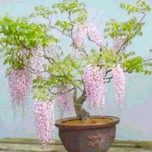 10pcs Rare Pink Wisteria Bonsai Tree Seeds - Noble Flowering Bonsai - Japanese Wisteria Multiflora