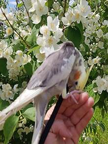 1 zestaw uprzęży i smyczy dla papugi, zabawka do nauki lotu dla zwierząt, odpowiednia do spacerów z ptakami na zewnątrz