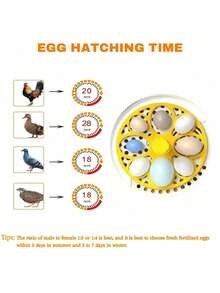 1 件家用孵化器，USB 供电（不含适配器），适用于鸡、鸭、鸟、龟蛋孵化，带保温箱，自动或手动翻蛋选项，容量：4 个鸡蛋或 8 个鸽子/鸟蛋 - 彩色 - 查看 9