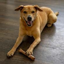 Outward Hound Super Dogwood Durable Dog Chew Toy, All - Long Lasting Chew Sticks Made Of Natural Wood - USA Made - 紅白色 - 查看 8