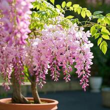 10pcs Rare Pink Wisteria Bonsai Tree Seeds - Noble Flowering Bonsai - Japanese Wisteria Multiflora