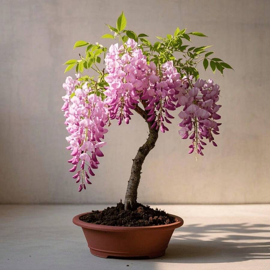 10pcs Rare Pink Wisteria Bonsai Tree Seeds - Noble Flowering Bonsai - Japanese Wisteria Multiflora