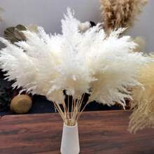 5/10/15/20pcs 20 Inch/50cm Tall Beige Pampas Grass Stems, Ideal For Adding Boho Vibes To Your Space - Pampas Grass Is Perfect For Floral Arrangements, Vases, Weddings, And Creating A Bohemian Atmosphere At Home. Christmas And Valentine's Day Wedding Decor - White - View 2