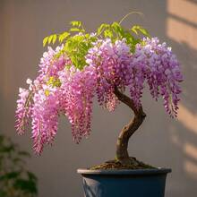 10pcs Rare Pink Wisteria Bonsai Tree Seeds - Noble Flowering Bonsai - Japanese Wisteria Multiflora
