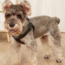 Single Nylon Dog Harness For Teddy, Golden Retriever, Samoyed, And Other Pets Pet Supplies - 黑色 - 查看 2