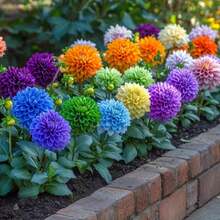 200PCS Bright Garden Mix - Solid Color Dahlia Flower Seeds In Pink, Orange, Yellow, Green, Purple - 200seeds - View 5