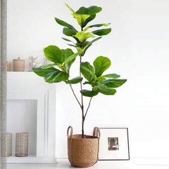 76-105-135cm (53.1in) Artificial Fiddle Leaf Ficus Fig Plant For Outdoor Courtyard Garden Balcony Indoor Home And Office Decoration