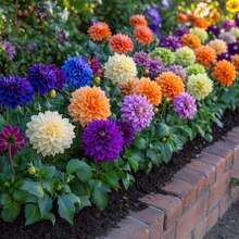 200PCS Bright Garden Mix - Solid Color Dahlia Flower Seeds In Pink, Orange, Yellow, Green, Purple - 200seeds - View 4