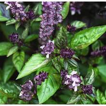 Cinnamon Basil Seeds For Planting Heirloom Non GMO Packets 750 Seeds – Plant & Grow Cinnamon Basil Indoor Hydroponics Or Outdoor Gardening, Great Gardening Gift – 1 Packet, Purple - 5 - Xem 1
