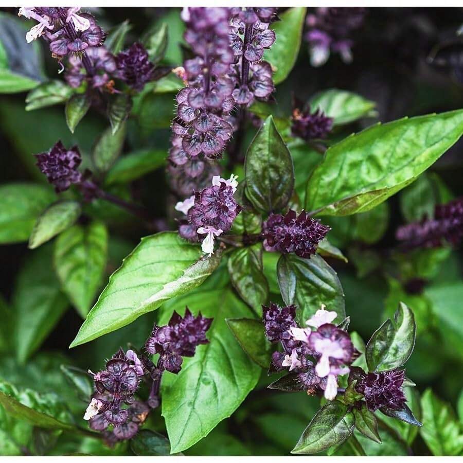 Cinnamon Basil Seeds For Planting Heirloom Non GMO Packets 750 Seeds – Plant & Grow Cinnamon Basil Indoor Hydroponics Or Outdoor Gardening, Great Gardening Gift – 1 Packet, Purple - 5 - Xem 1