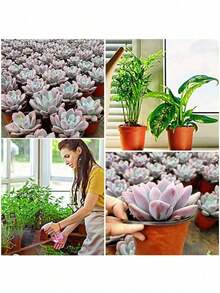 1 pezzo Vaso da fiori in plastica bicolore, vaso nutriente rinforzato, utilizzato per la coltivazione di piantine, design durevole e monouso, adatto per piante grasse e piccole piante