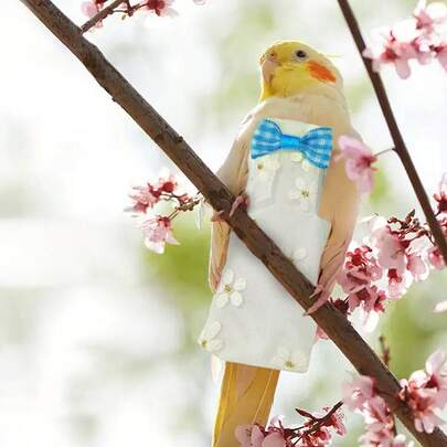 1 قطعة ربطة عنق زهرية قابلة للتعديل لحفاضات الببغاوات والطيور الأليفة، لمنع الفوضى وسهولة التنظيف، مناسبة للكوكاتيل والببغاوات، لجميع الفصول