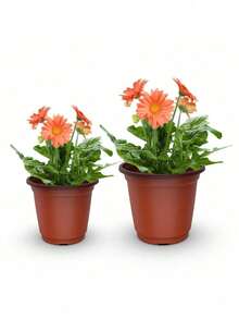 1 pezzo Vaso da fiori in plastica bicolore, vaso nutriente rinforzato, utilizzato per la coltivazione di piantine, design durevole e monouso, adatto per piante grasse e piccole piante