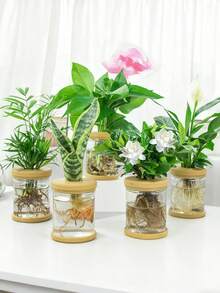 Chậu hoa thủy canh trong suốt, chậu nhỏ trồng cây không cần đất dùng trong nhà ngoài trời, phong cách đương đại, gắn trên bàn, trang trí nhà vườn theo phong cách Bohemian, chậu trong nhà ngoài trời, chậu phong cách đương đại, dành cho các loại thảo mộc, cây mọng nước, cây nhỏ, thích hợp cho bàn tiệc cưới, phòng khách, văn phòng, phòng ngủ, trang trí phòng thẩm mỹ, trang trí mùa xuân hè - Nhiều màu - Xem 3