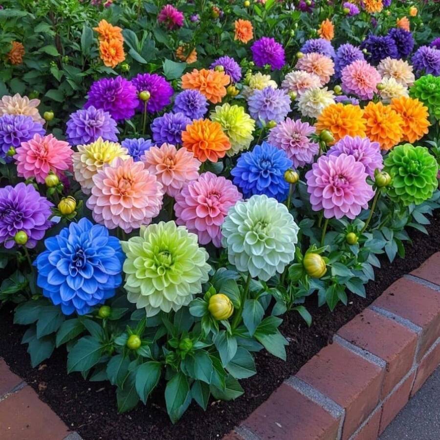 200PCS Bright Garden Mix - Solid Color Dahlia Flower Seeds In Pink, Orange, Yellow, Green, Purple - 200seeds - View 1