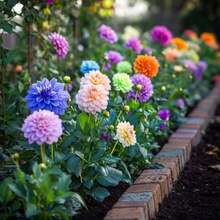 200PCS Bright Garden Mix - Solid Color Dahlia Flower Seeds In Pink, Orange, Yellow, Green, Purple - 200seeds - View 3