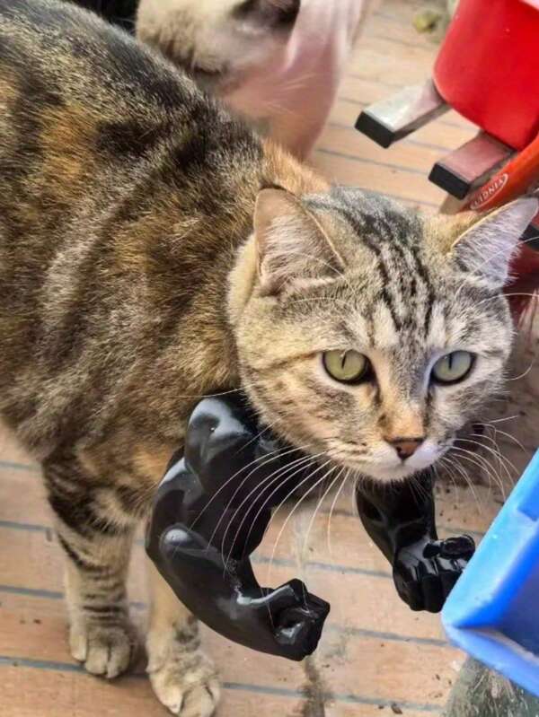 Winter Super Hot Selling Cat Muscle Arm Halter Prank Gag Toy, Pet Photography Prop, Evil Christmas Cat, Cat Arm