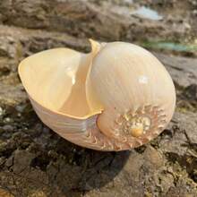Oversized Golden Coconut Swirl Conch Planter - Christmas Decorations For Home, Fall Home Decor, Aquarium  Succulent Pot, Vintage Gift Ornament & Handicraft Collection - Random style - View 3