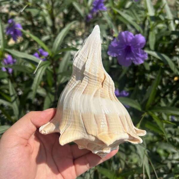 Seltene linksdrehende Konchenschale - Mittelmeer Aquarium Mittelpunkt, Luxus Heimkollektion Ornament, Weihnachts Fischbecken Dekoration & spirituelles Geschenk mit natürlicher Energie