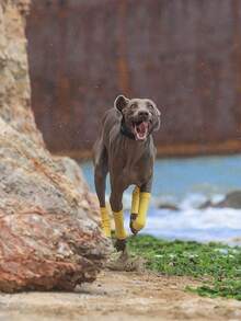 1 Cặp/2 Cặp Ống chân giữ ấm cho thú cưng, Ống chân giữ ấm bảo vệ chân mới, Ống chân giữ ấm bảo vệ khớp khi ra ngoài trời, Thích hợp cho chó nhỏ/vừa/lớn, Làm bằng cotton chải kỹ, Thích hợp cho chó Poodle, Border Collie, Golden Retriever - Nhiều màu - Xem 3